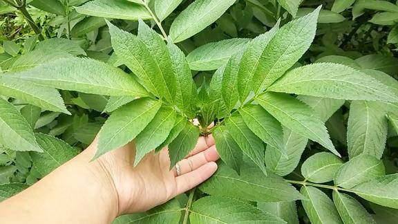 农村有一种野草可治骨折跌打损伤等症农民已开始大量种植