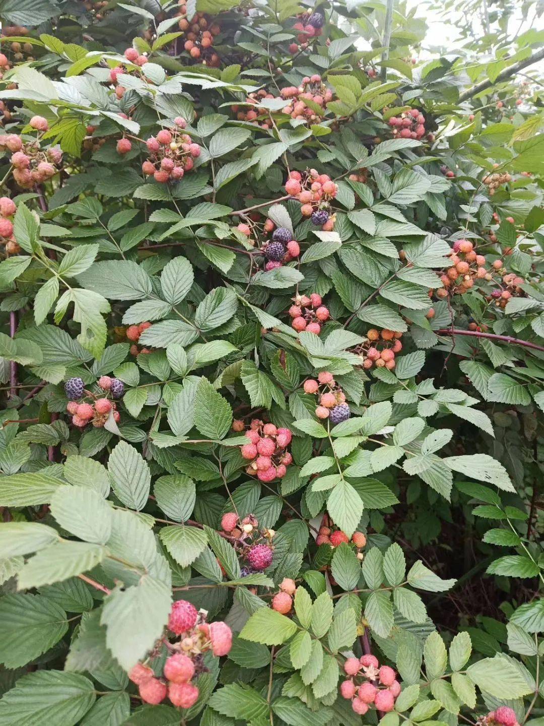 长宁农村的这种野果果熟啦诱人得很