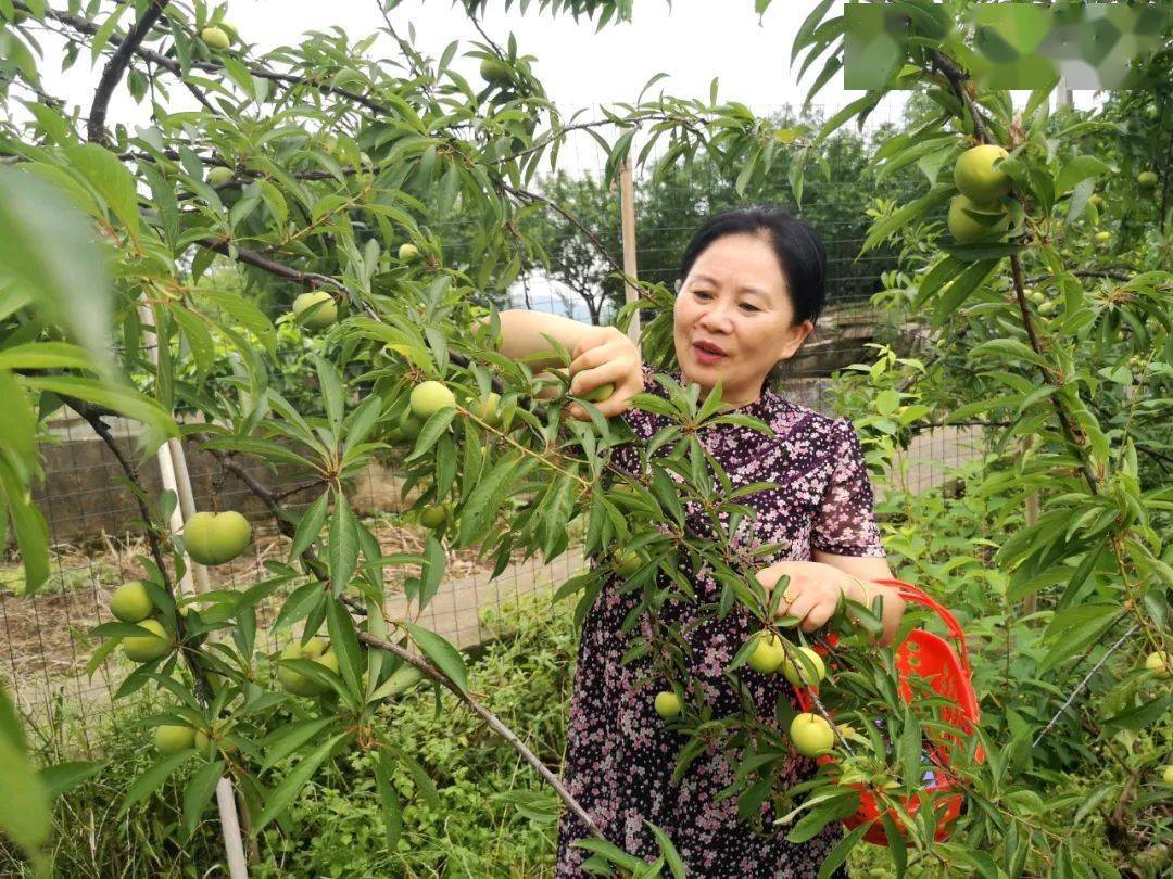 又脆又甜的鱼洞"江安李"熟了,入园免费,非"李"莫属!_李子园