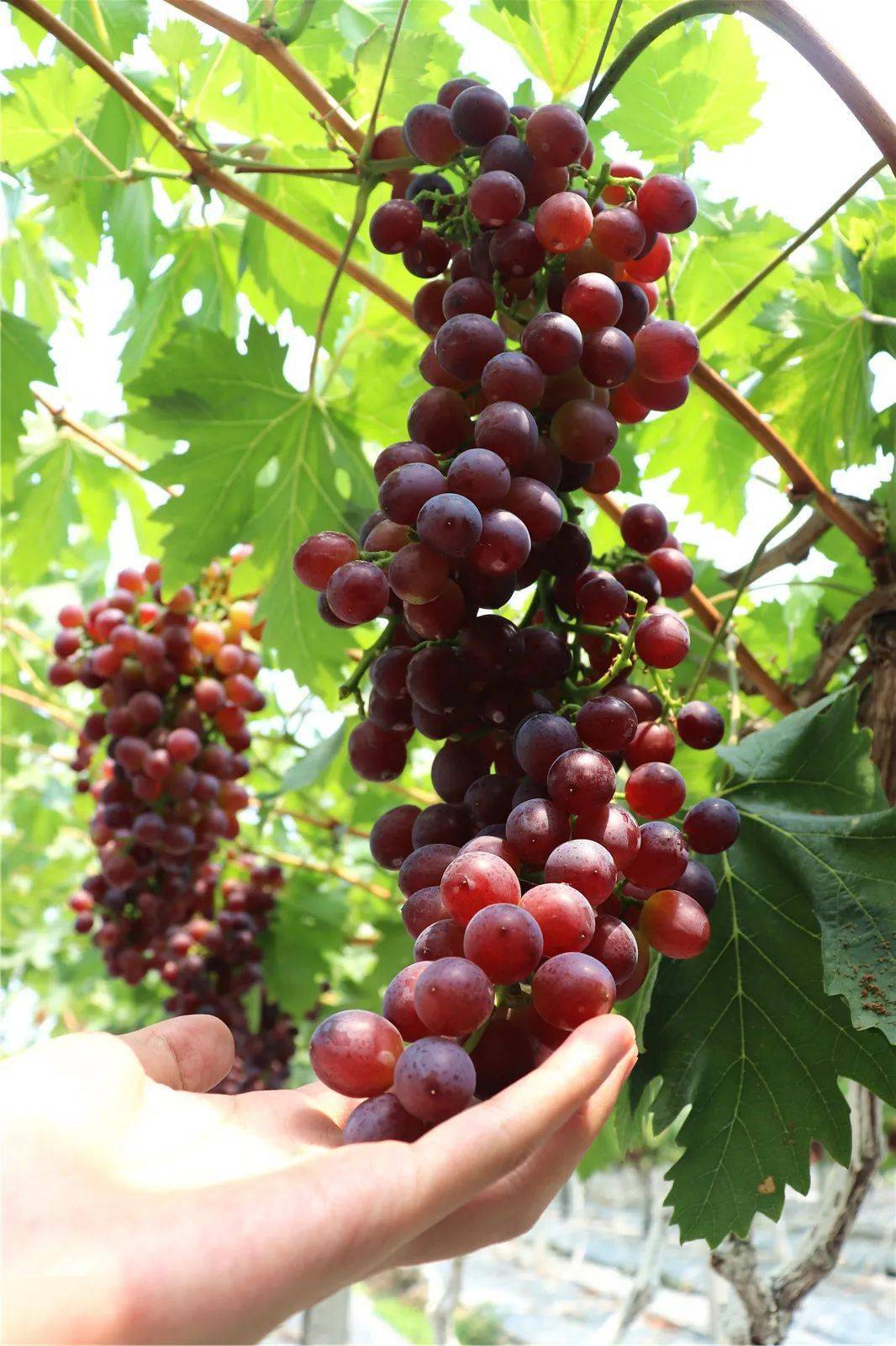 这里的葡萄种类自然多到你数不过来美人指,白萝莎里奥,黄意大利紫地球