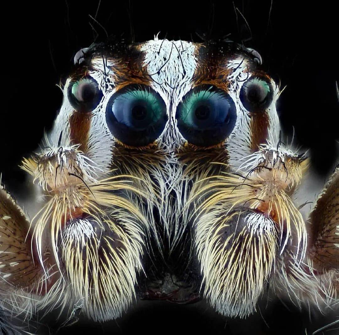 cooney@theinsectdiary@lyvie83@neilwade_macro@kuntalinsta@things