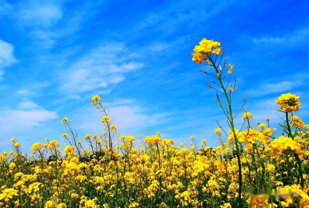 实现了四季无裸露土地这片广阔的油菜花地构成了一幅耀眼的景色蓝天