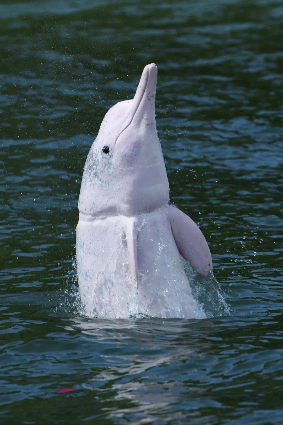 白海豚图片大全大图图片
