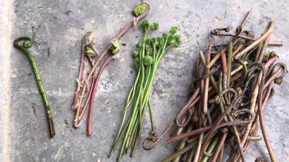 4种不同的蕨菜,哪种能吃,哪种不能吃,求大神科普,解答