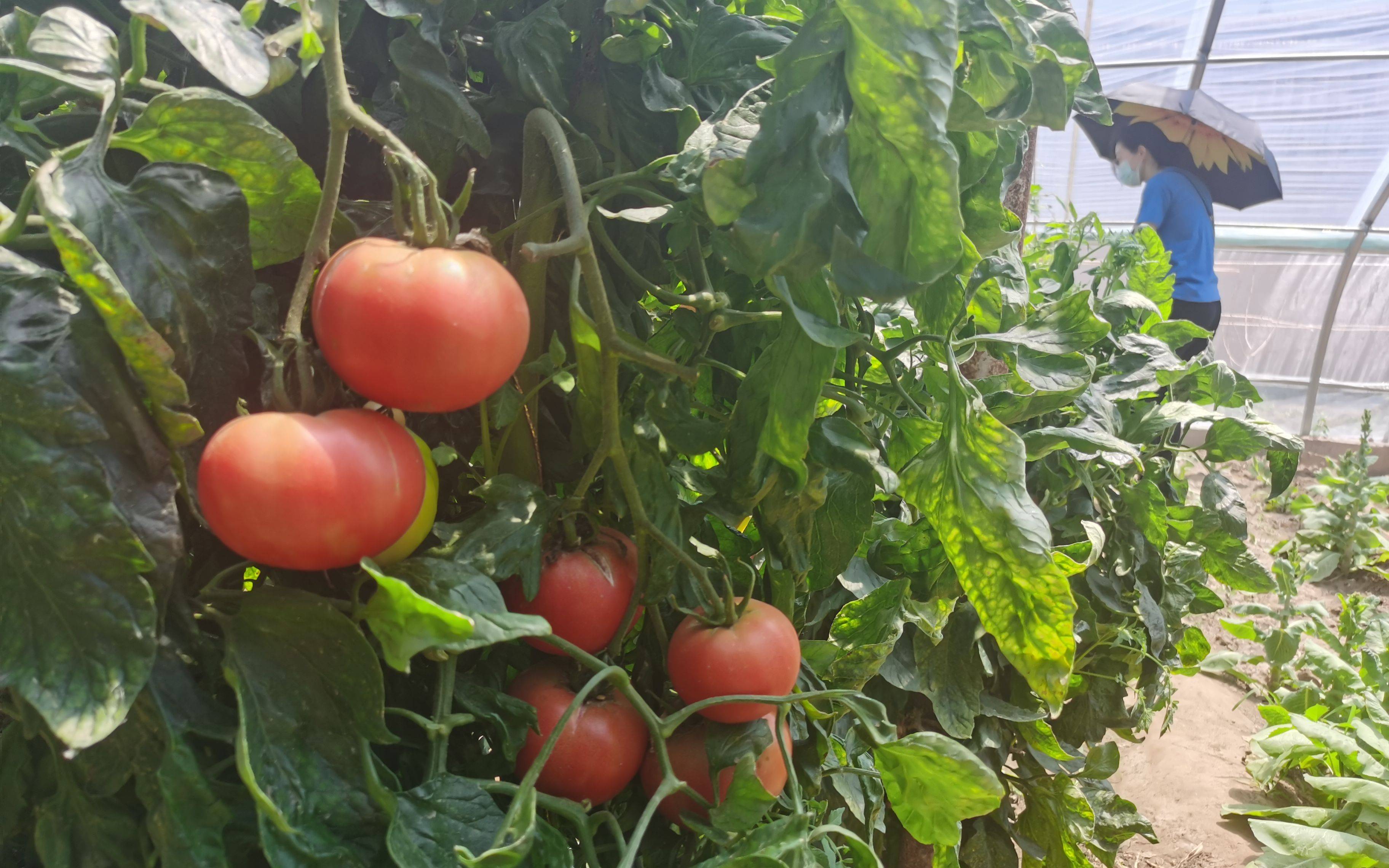 蔬菜大棚里种植的西红柿.新京报记者 王颖 摄