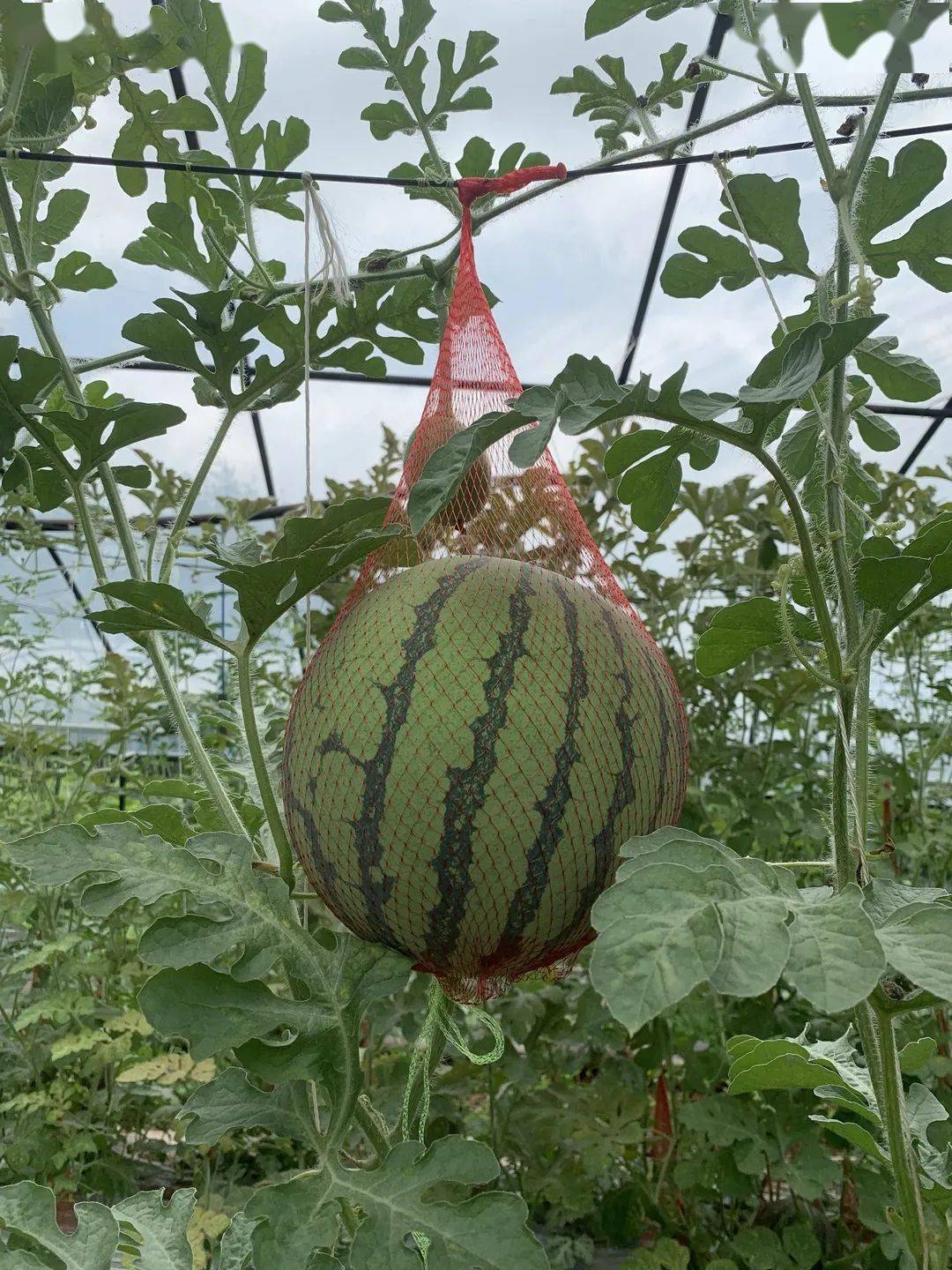 【新奇】"空中西瓜"熟了,只等你来摘!