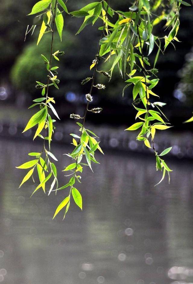 時光如水,總是無言. 一朵花,開了又落,詮釋了生命所有的悲喜.