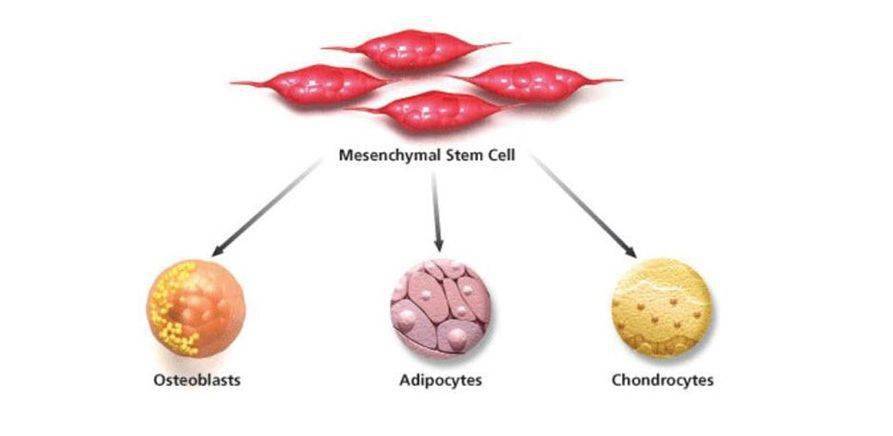 间充质干细胞,又称多能基质细胞,简称mscs,是属于中胚层的一类多能干