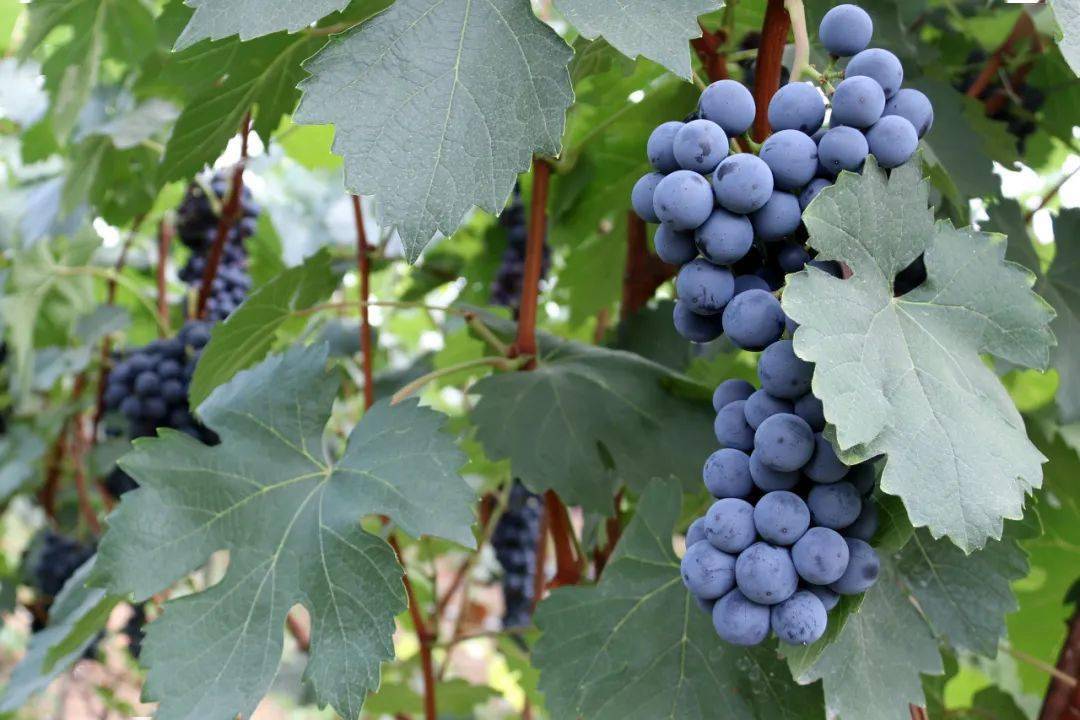 这个夏天施甸夏黑葡萄与你一起甜蜜度夏