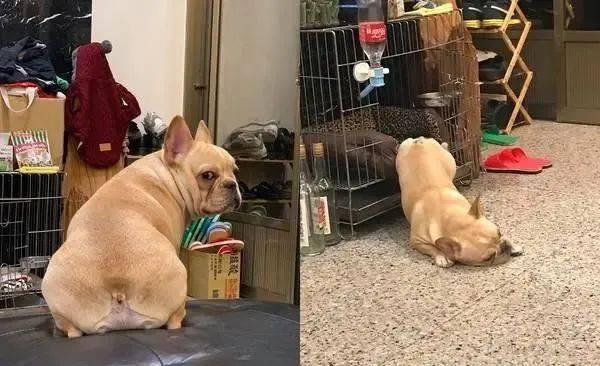 法斗光屁屁变"波克比",网友笑翻:以为是穿了尿布