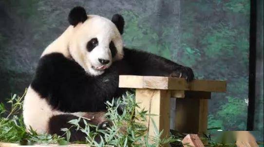 2只大熊猫把芬兰动物园吃到破产?芬兰哭着喊中国接回家