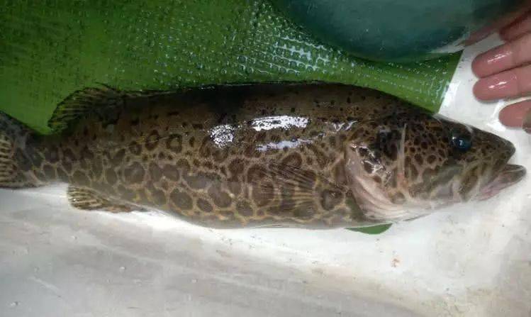 钓上来的鳜鱼鱼身花纹如大理石般行云流水如花豹斑纹点点