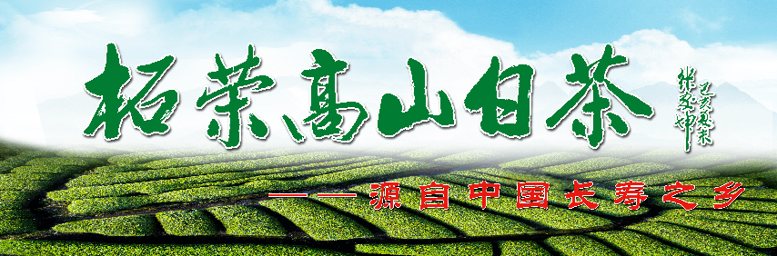 柘荣高山白茶英山推介会暨"茶旅英山"摄影大赛举行