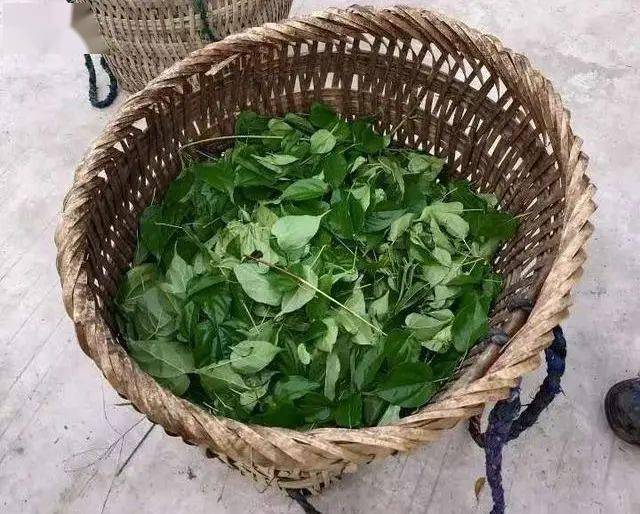 黄荆叶制成清凉解暑的"神仙豆腐",原来是这样做出来的,请收好_叶子