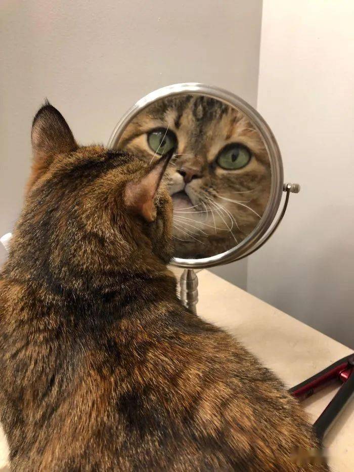 当猫咪看着镜子中的自己的时候,它们会想什么呢?