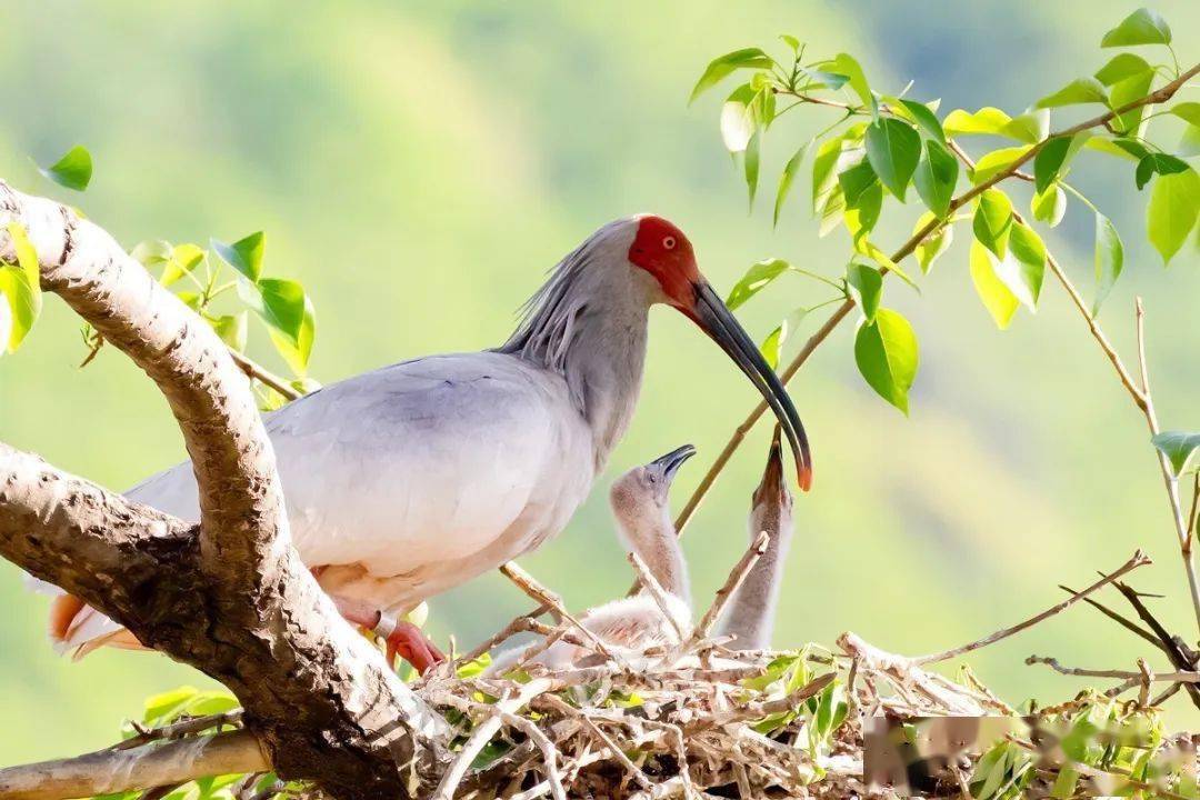 陕西省铜川市耀州区野放基地五公里外大树上的一只朱鹮亲鸟守护着3只