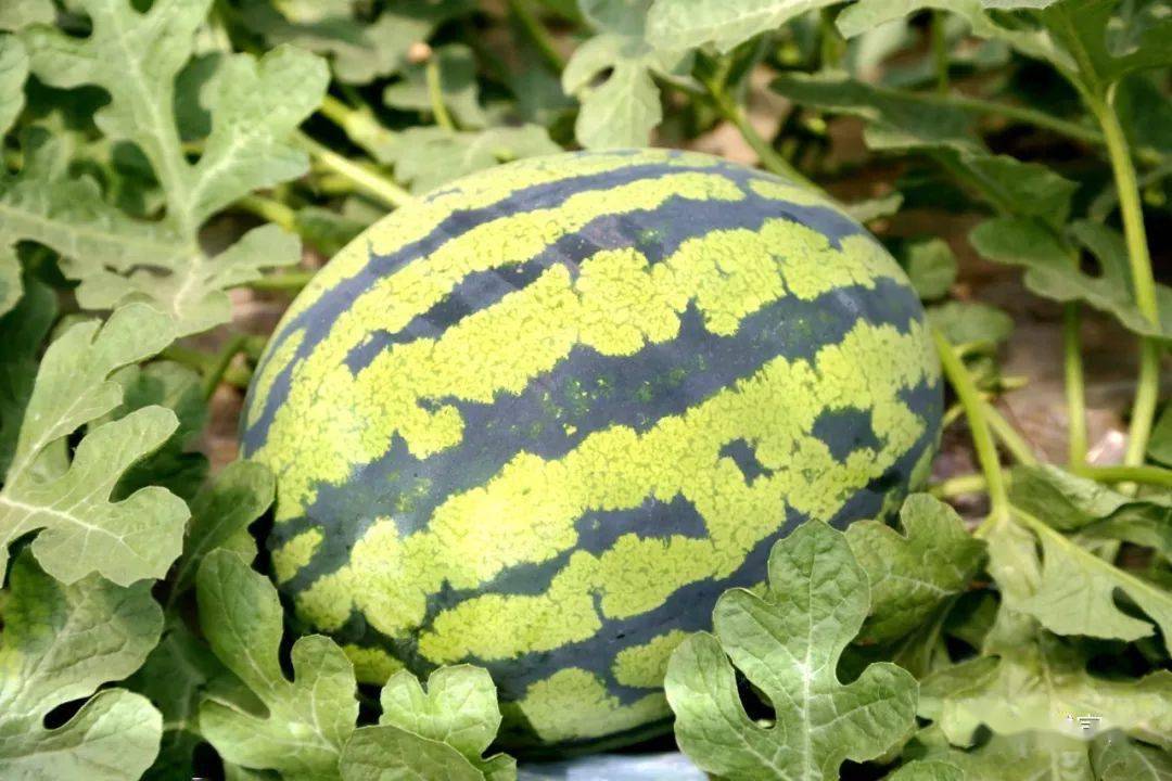 观旅发游阜城云端赏景游阜城相约第十届漫河西瓜节