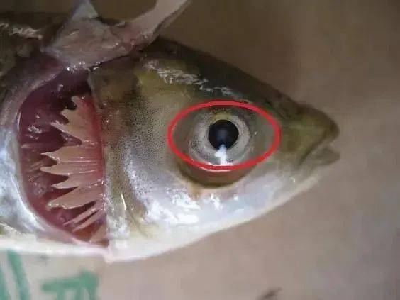 鱼病的肉眼快速诊断根据患病部位特征和病原种类的不同来判断鱼病