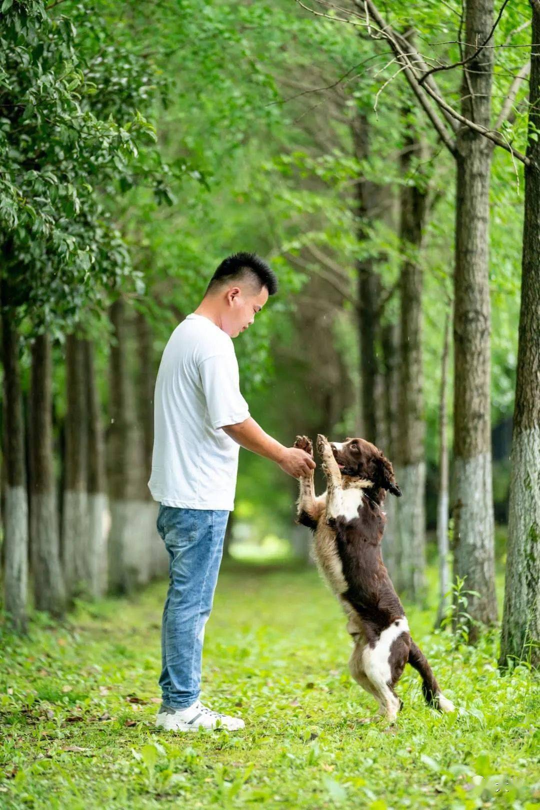 马犬史宾格的高清美图