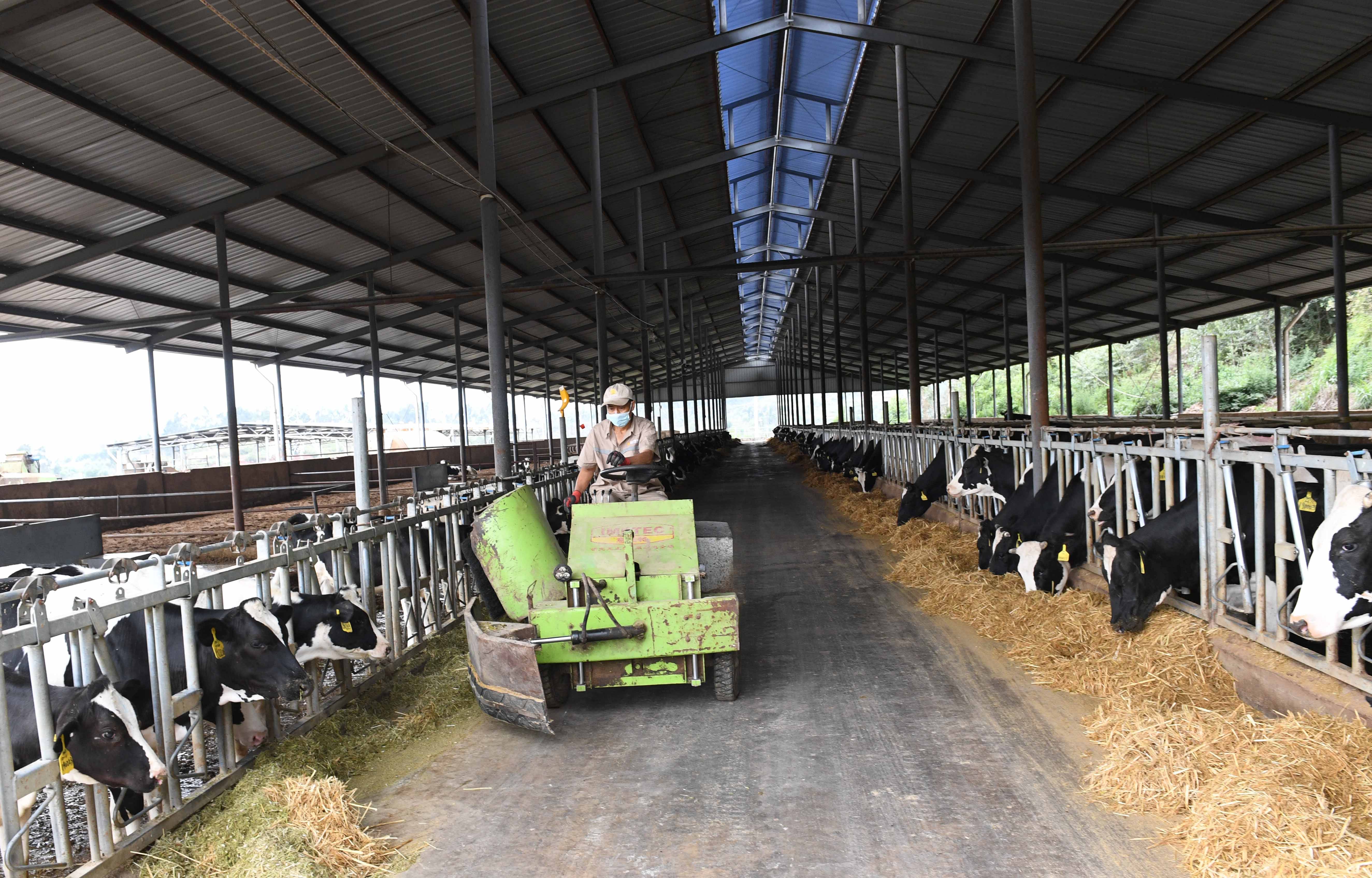 6月16日,工人在寻甸稼竜畜牧养殖有限公司奶牛养殖基地添加饲料
