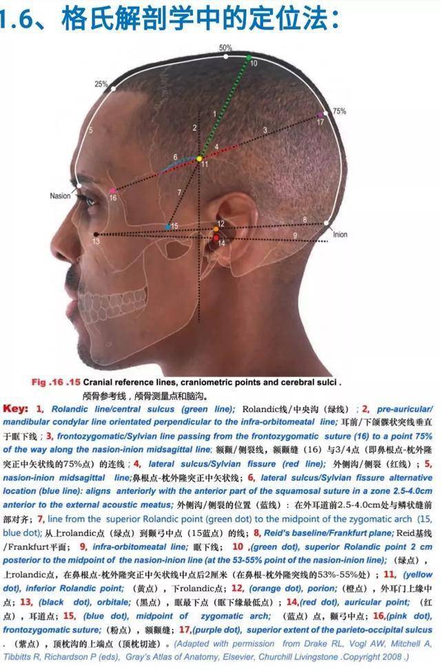 在矢狀線上畫一條線,連接鼻根點和枕外隆凸點,以此線為基礎,標出連線