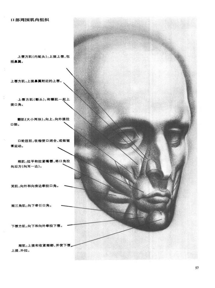 动态素描·头部结构 基本结构和形体 伯恩霍加思