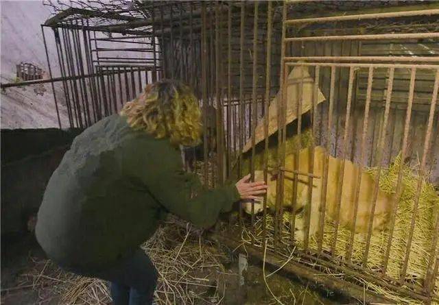 爱狗人士走进肉狗屠宰场后痛哭最终救出一条金毛犬