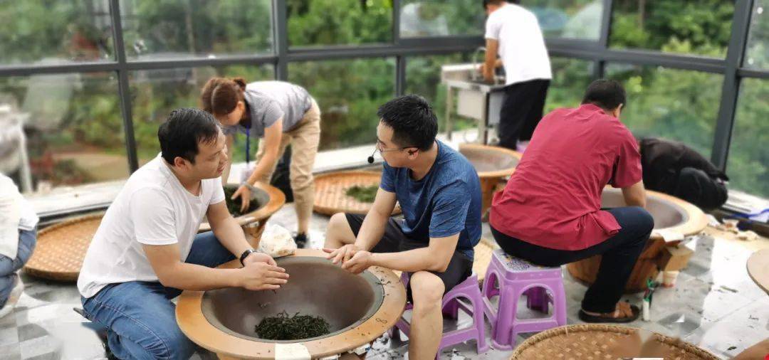 茶茶茶!脱贫致富好产业