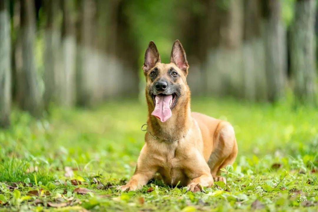 马犬,史宾格的高清美图