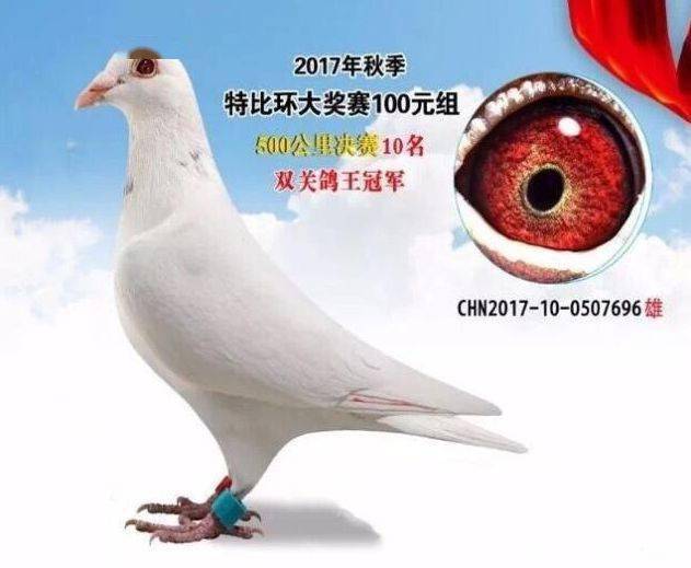 看点纯白色鸽首次配对作出鸽王冠军