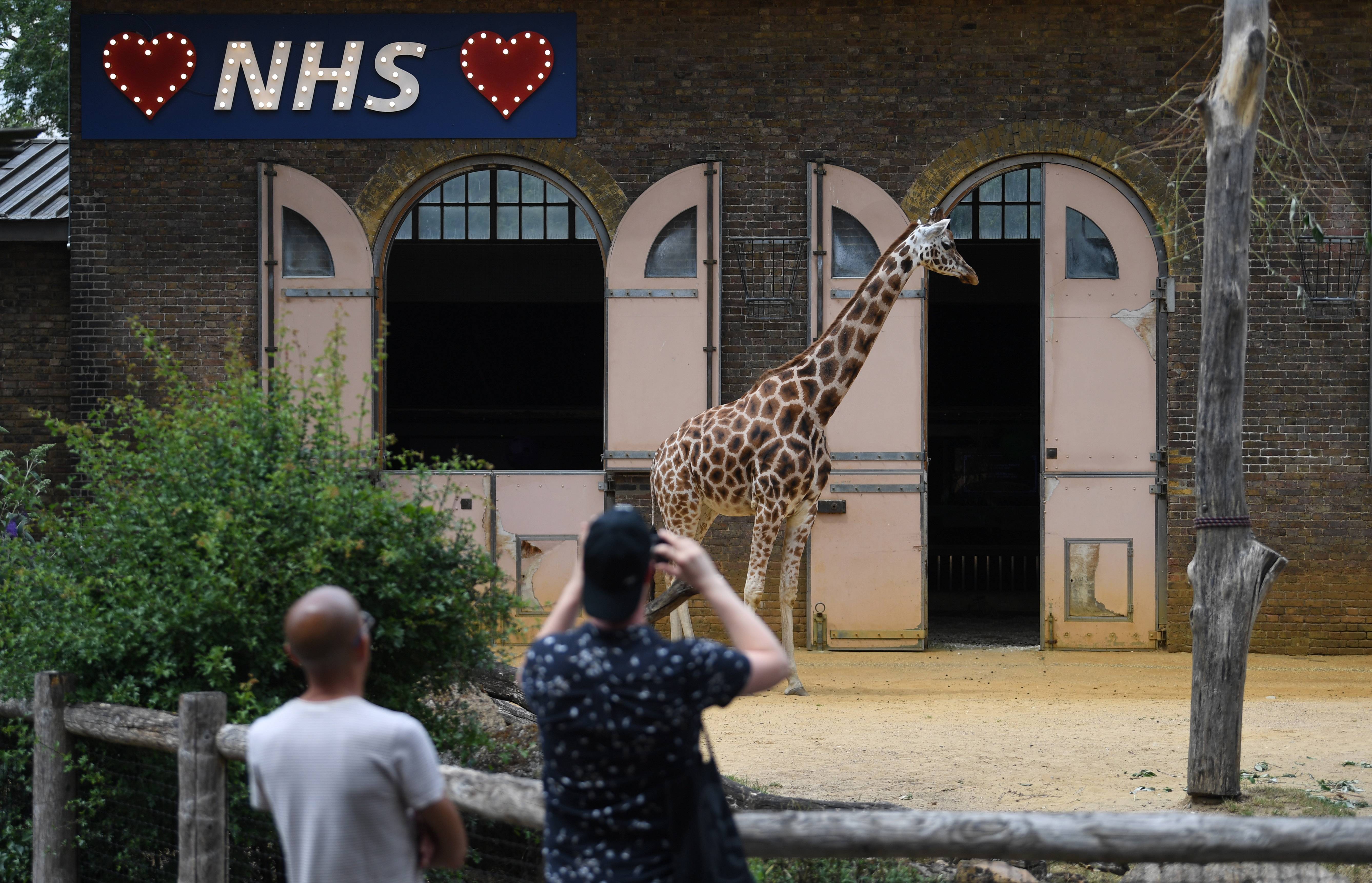 新6月15日,遊客在英國倫敦動物園觀看長頸鹿.