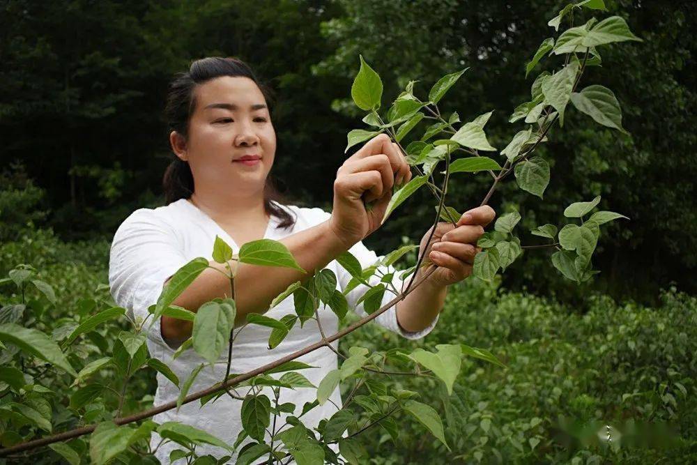 均大市场和荣源市场有固定摊位销售本地特色传统美食神仙叶凉粉