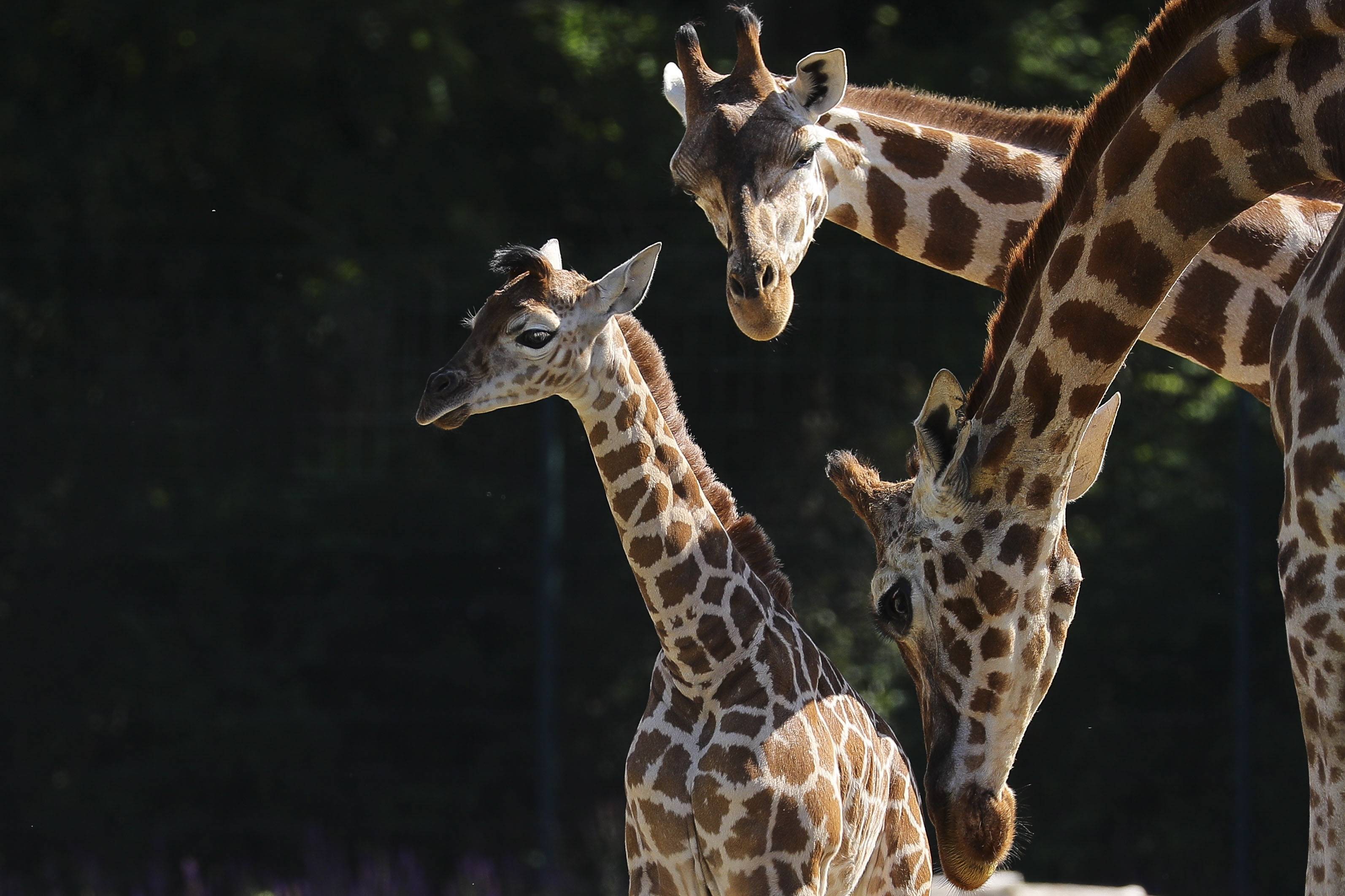 这是6月16日在德国柏林动物园拍摄的罗斯柴尔德长颈鹿幼崽亨利和