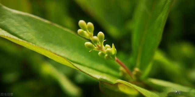 晨风像一首温润的散文诗