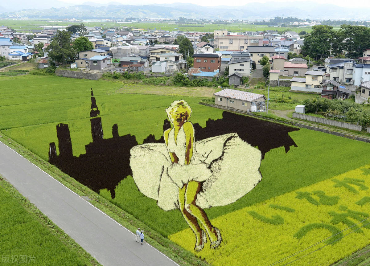 稻田彩绘制作技术图片