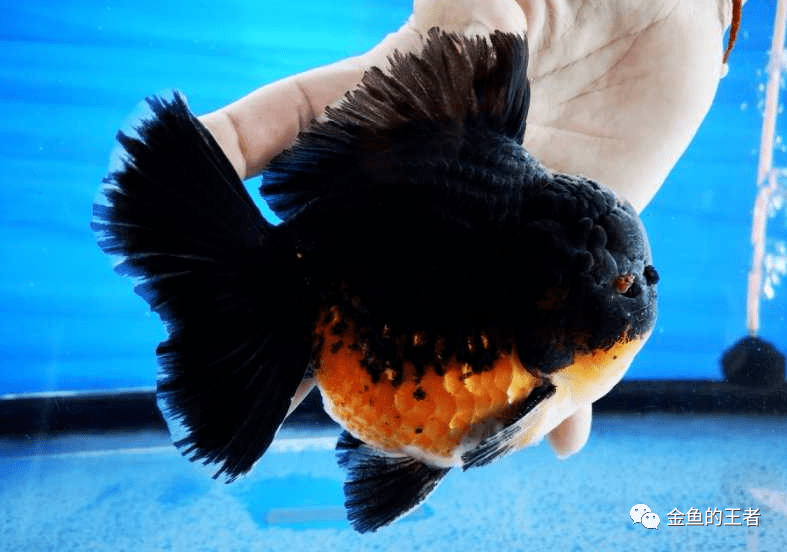 自繁将军泰狮苗数量不多泰国进口金鱼喜欢的老铁抓紧了