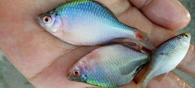 这些常见的小鱼是儿时的回忆