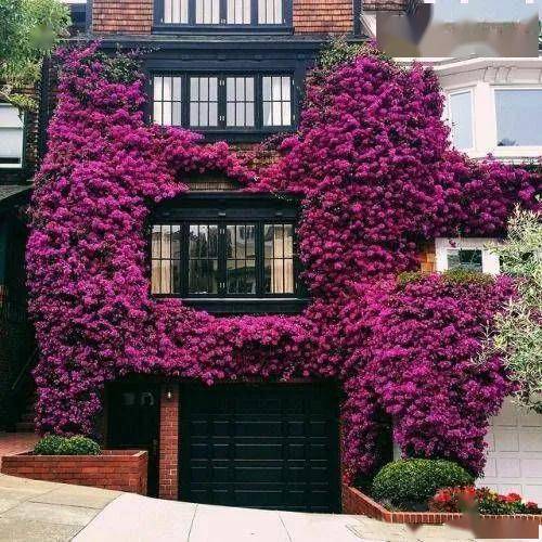 当植物爬上房屋,简直美爆了!网友:我也想住进这样的童话屋