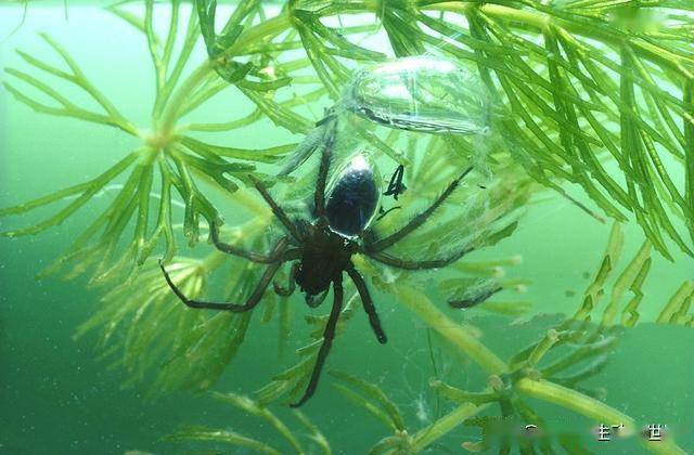 蜘蛛中的异类,终生活在水里,可以在水底储藏氧气