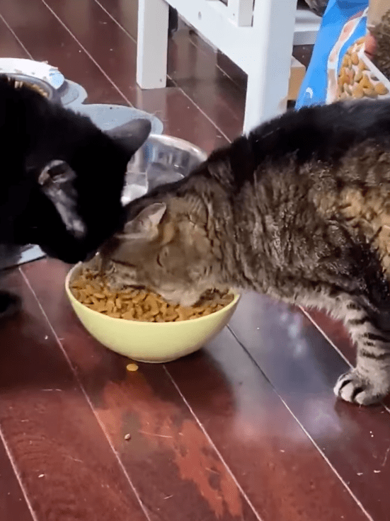 两只猫吃一碗饭,狸花猫张开嘴巴后,网友全笑翻:好像挖掘机
