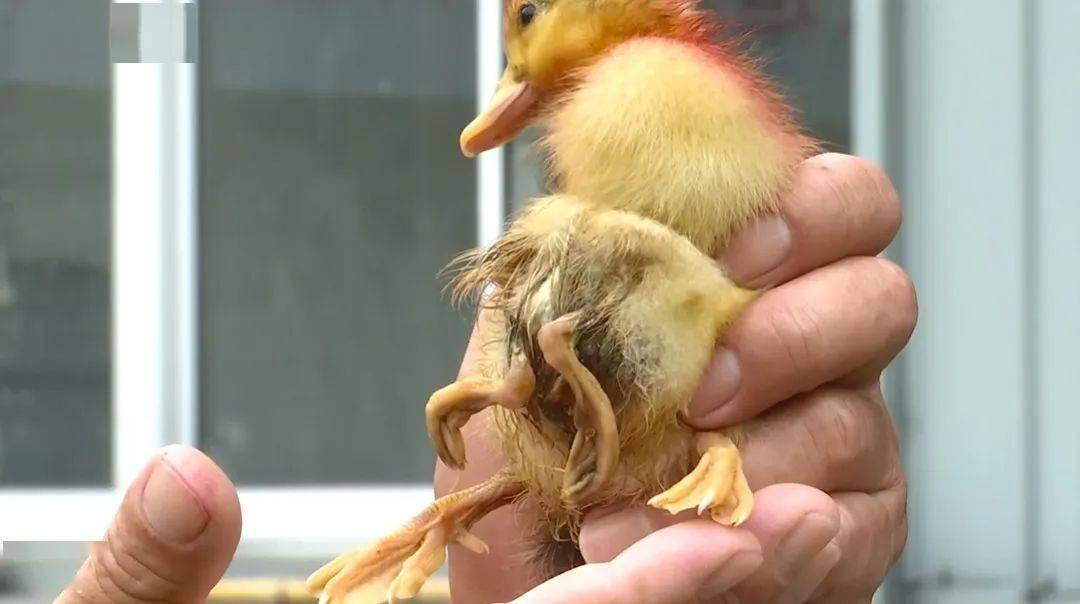 震泽惊现"四脚鸭",主人都看傻眼了_鸭子