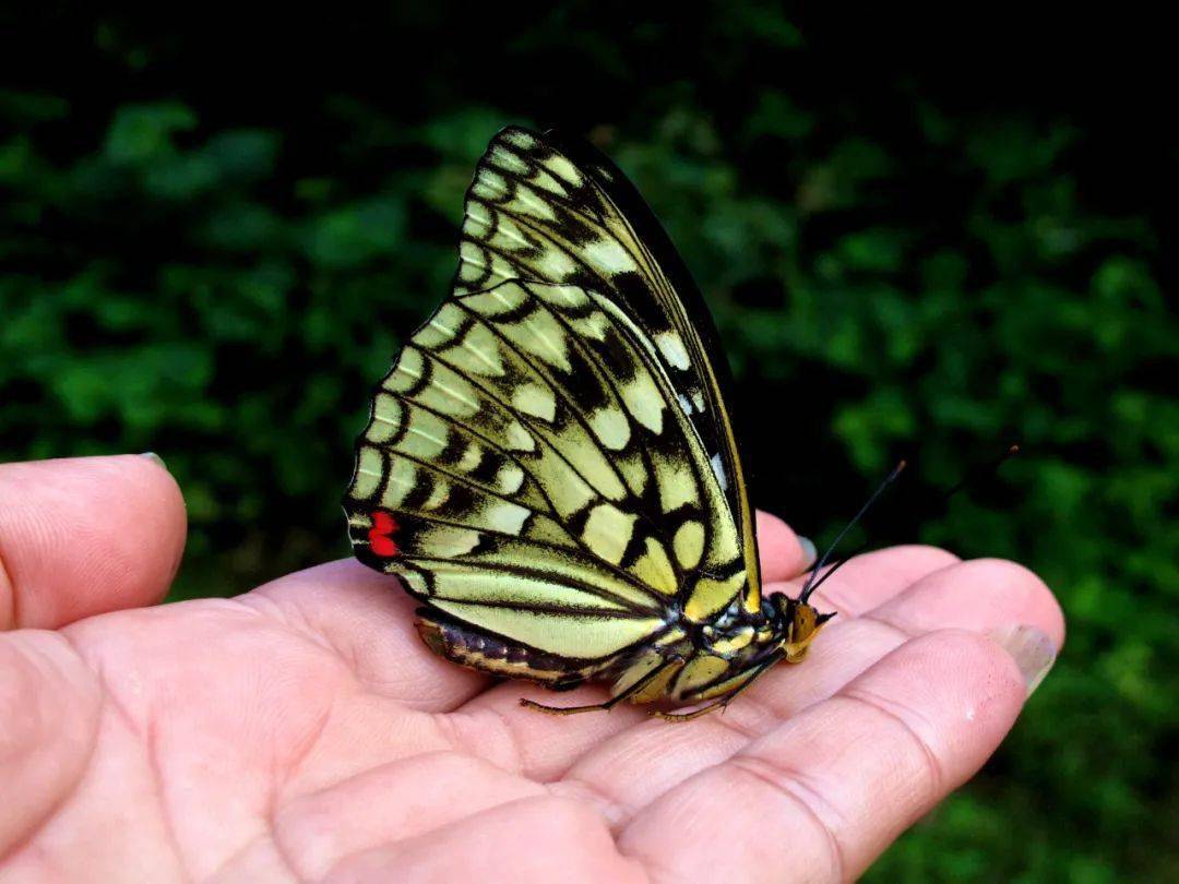 宁波首次发现"日本国蝶"——大紫蛱蝶_蝴蝶