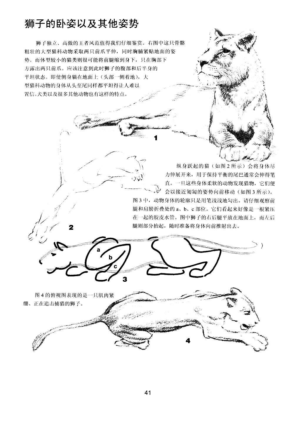 世界绘画经典教程：动物素描-搜狐大视野-搜狐新闻