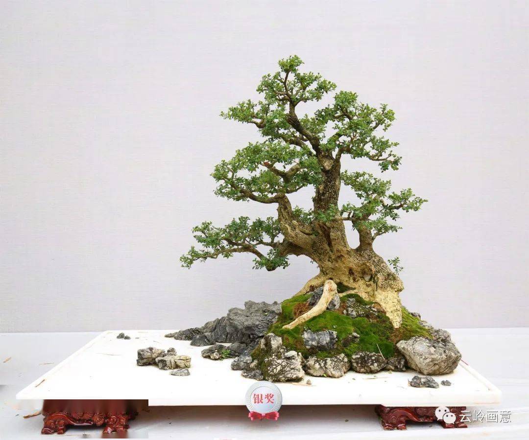 辉煌的记忆:2019国际盆景协会(bci)中国地区委员会会员盆景精品展暨