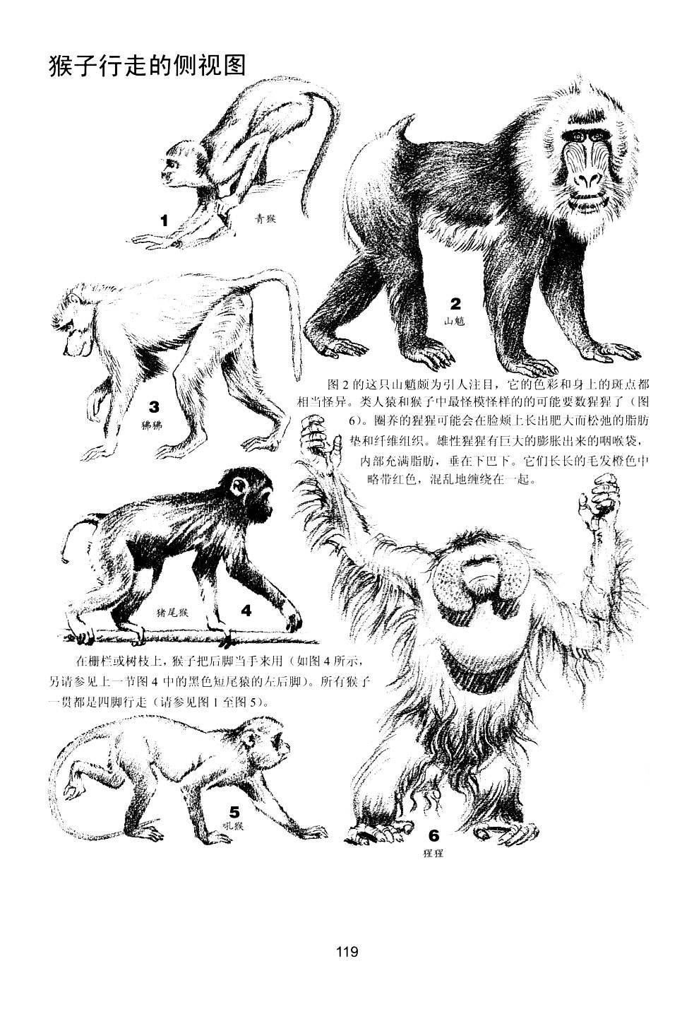 世界绘画经典教程：动物素描-搜狐大视野-搜狐新闻