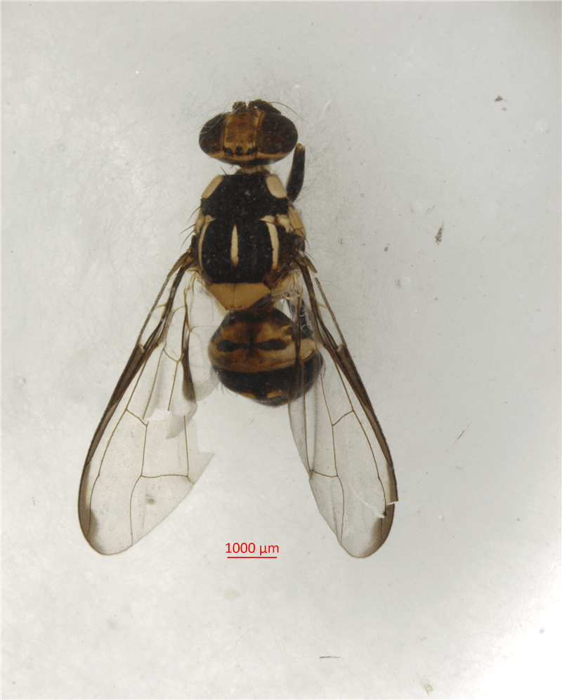 海关科普之你不知道的实蝇监测