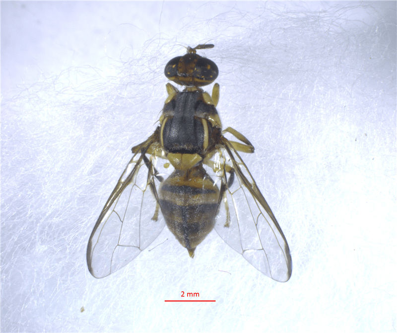 海关科普之你不知道的实蝇监测