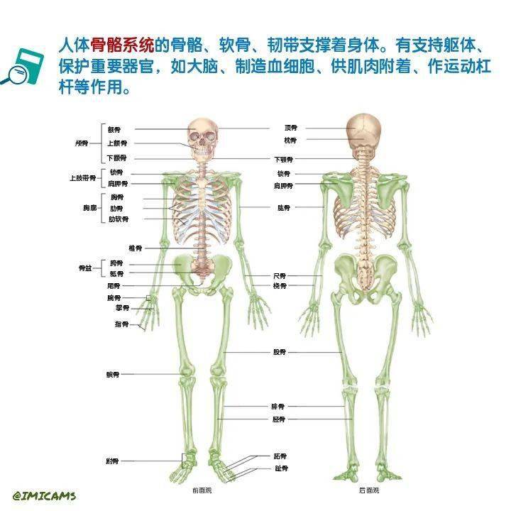 图说人体-21:除了支撑人体,骨骼还有这些神奇功能