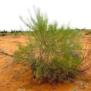 细枝岩黄耆(花棒):又名花子柴,花大姐,花柴,花秧子,花帽和牛尾梢等,为