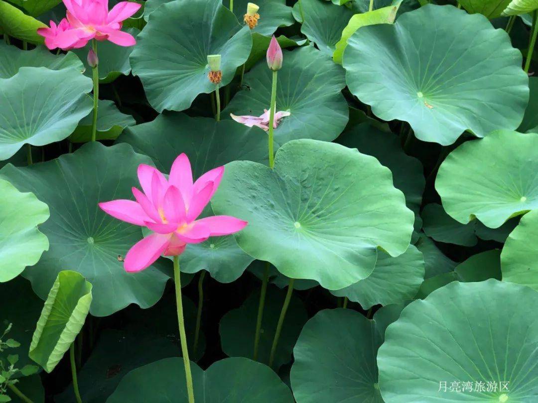 一块翡翠的湖水接近大自然的气息清晨或傍晚都给人一种清新脱俗的感觉